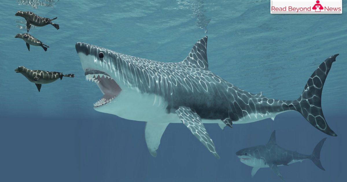 Some Facts Disclosed About Extinct Shark Megalodon